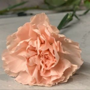 Meet your Posher, Georgia